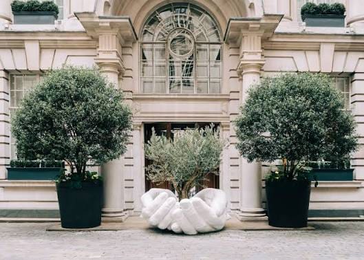 Lorenzo Quinn's white sculpture Give, two open hands holding an olive tree outside Rosewood London